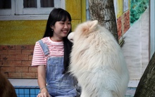 Những quán cà phê chó mèo tại Đà Lạt đông đúc hơn, chủ quán nói "khách tới để xem thú cưng có bị bạo hành không"