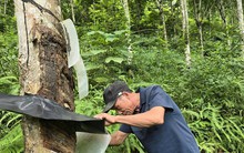 Vỡ mộng 'vàng trắng'