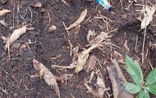 Hàng trăm gốc sâm Ngọc Linh bị đánh cắp