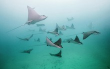 Loại cá đặc hữu ở Tiền Giang: Trên mình mang cả trăm "ngôi sao", đi biển gặp được là hên vô cùng