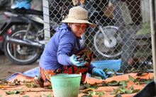 Người dân Bắc Giang tất bật thu hoạch loại quả ví như "vàng đen" khi mùa Thu đến, nhiều cây được đánh dấu vì lý do đặc biệt