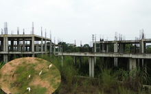 Sân golf 5 sao 'chết yểu' của FLC ở Phú Thọ thành bãi chăn dê