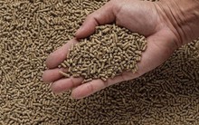 Một kho báu mới nổi của Việt Nam trở thành cứu tinh cho Bangladesh: xuất khẩu tăng 3 chữ số, sản lượng đứng thứ 8 thế giới