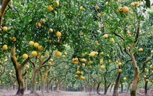 Hàn Quốc thu mua loại quả Việt Nam có sản lượng 905.000 tấn, được coi là “báu vật” của sức khỏe