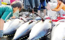 Xuất khẩu cá ngừ của Việt Nam sang Hàn Quốc tăng ''phi mã''