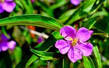 Cổ phiếu HBC bất ngờ được "giải cứu" sau thông tin anh trai Chủ tịch Lê Viết Hải muốn chi tiền tỷ tăng sở hữu