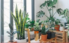 Loài cây để trong nhà giúp thanh lọc không khí, lại có tác dụng chữa bệnh