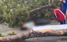 Nóng: Cây đổ vào nhóm người đi bộ tập thể dục trong công viên Tao Đàn khiến 2 người chết, 3 người bị thương