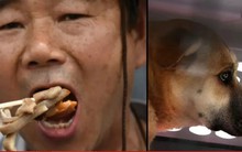 Luật cấm tiêu thụ thịt chó bắt đầu có hiệu lực tại Hàn Quốc