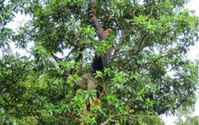 Sản vật triệu đô thế giới cực hiếm nhưng Việt Nam sở hữu 22.000 tấn mỗi năm: Ấn Độ, Mỹ đua nhau săn lùng, thu hơn 40 triệu USD kể từ đầu năm