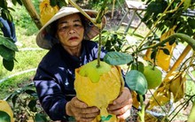 Thủ phủ bưởi Phúc Trạch vào vụ, nông dân phấn khởi đếm quả thu tiền