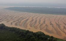 Sông Amazon trải qua khủng hoảng chưa từng thấy: ‘Động mạch’ nuôi sống cả một vùng trù phú nay cạn trơ đáy, chuyện gì đang xảy ra?