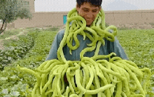 Hoảng hồn cảnh chàng trai quàng đầy "rắn xanh" vào người nhưng lại cười tươi: Sự thật là gì?