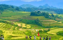 Lung linh mùa vàng trên rẻo cao Lai Châu