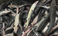 Rầm rộ rao bán 'giải cứu' cá tầm Sapa 49.000 đồng/con