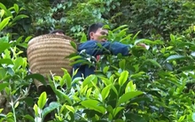 Chè Shan tuyết mất mùa mất giá