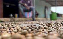 Thừa nhận hàng "Made in Vietnam" ngon hơn một bậc, Trung Quốc chi mạnh tay mua một loại hạt từ Việt Nam, giá liên tục tăng cao