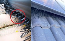 Thấy chim bồ câu "làm hại" mái nhà, người đàn ông phát minh ra sản phẩm khiến hơn 1.300 công ty đặt mua