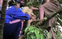 Quả sầu riêng nặng tận 23kg cần 4 người mới hái được, bổ ra lại càng giật mình với hình ảnh bên trong