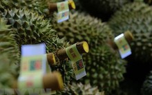 Sắp có lễ hội trái cây Việt Nam tại Trung Quốc