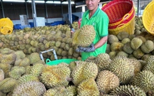 Doanh nghiệp tích cực chuẩn bị cho xuất khẩu sầu riêng đông lạnh