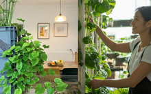 Trồng khoai lang thủy canh trong phòng khách, cô gái biến căn nhà nhỏ thành "khu vườn xanh" đầy sáng tạo và nghệ thuật