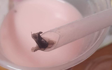 Xôn xao hình ảnh con ruồi trong cốc trà sữa của thương hiệu nổi tiếng ở Hà Nội