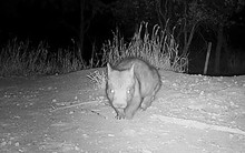 Bắt gặp loài vật quý hiếm bậc nhất hành tinh, cả thế giới chỉ còn 400 con