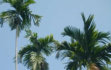 Tại sao cây cối gãy đổ ngổn ngang sau bão Yagi, chỉ riêng cây cau là đứng vững?