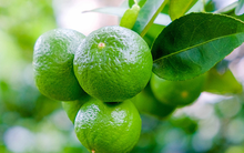 Loại quả tại Việt Nam giá rẻ bèo, ra nước ngoài được ví là “vàng xanh”: Nhiều tác dụng tốt