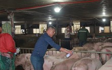 Giá heo hơi ngày Tết đắt đỏ, thương lái tranh mua suốt đêm