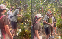 Khách Tây lóng ngóng khi thử hái mít tại Việt Nam, phản ứng sau khi hái được khiến dân tình bật cười