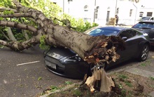 Người đàn ông mua bảo hiểm xe suốt 14 năm, khi ô tô bị cây đè bẹp lại bị từ chối bồi thường: Tòa khẳng định công ty bảo hiểm làm đúng