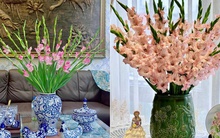 Cắm hoa lay ơn ngày Tết mà không biết mẹo này thì đảm bảo hoa đổ gục, lại nhanh tàn