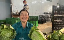Nông dân trồng rau sạch 'bỏ túi' 30-50 triệu đồng/tháng