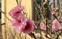 Bão số 3 có làm đào Tết 2025 khan hiếm, đội giá?