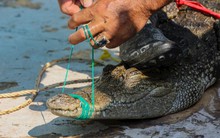 Campuchia tính xuất khẩu cá sấu sống nguyên con, rất kỳ vọng vào thị trường Trung Quốc