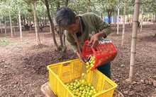 Giáp Tết Nguyên đán 2025, đặc sản táo muối Bàng La khan hàng