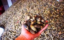 Loại quả đầy rẫy chợ Việt được Trung Quốc ồ ạt thu mua: Hóa ra từ quả đến hạt đều là thuốc quý, người đường huyết cao đều nên biết