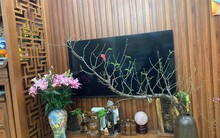 Cành đào huyền có giá "ngã ngửa", chính chủ đăng ảnh lập tức có người trả gấp 10 lần giá mua!