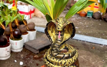 Dừa bonsai 'ôm rắn' cháy hàng trước Tết Ất Tỵ