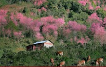 Mê mẩn sắc mai anh đào nhuộm hồng núi rừng Langbiang những ngày cận Tết