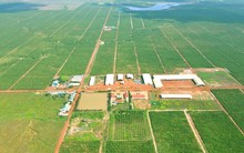 HAGL Agrico của tỷ phú Trần Bá Dương đã trả sạch nợ với Hoàng Anh Gia Lai, nhận lại hơn 32.500 ha đất cao su, cọ dầu