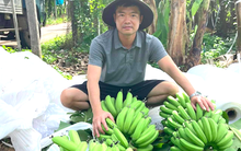Giá chuối xanh dịp Tết đắt gấp 2-4 lần năm ngoái, thương lái vào Nam gom mang ra Bắc bán