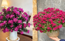 Không phải cúc vàng, đây mới là loại cúc được hội chị em "mê đắm" dịp Tết Nguyên đán 2025 vì hợp bản mệnh