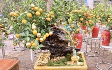 Hà Nội xuất hiện quất dát vàng