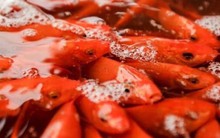 Chọn và thả cá chép đúng cách trong lễ cúng ông Công ông Táo