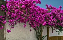 Ý nghĩa phong thuỷ của hoa giấy Thái Lan