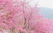 Mai anh đào bung nở 'nhuộm' hồng cao nguyên Mộc Châu