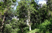 Chốt năm 2024: Hoa nghìn tỷ giúp Việt Nam thu 63 triệu USD, vẫn là ông trùm top 2 thế giới